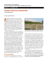 Sweet Cherry Rootstocks Wsu