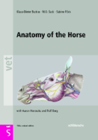 Anatomy Of The Horse