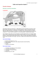 Cattle Meat İnspection Part 2