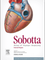 Sobotta Atlas Of Human Anatomy 15Th Edition Vol 2