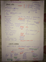 Usmle Step 2 Ck Lecture Notes Endocrınology