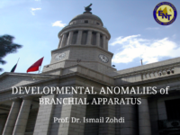 Branchial Anomalies