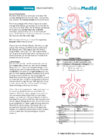 Gynecology – Pelvic Anatomy