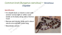 Identification Of Snakes Dr Magendran