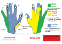 Sensory Supply Of Hand Converted