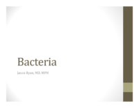 Bacteria Slides