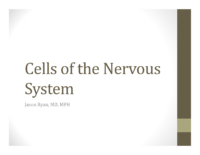 Cells Of The Nervous System