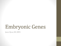 Embryonic Genes