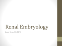 Renal Embryology