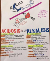 Alkalosis And Acidosis Flashcard