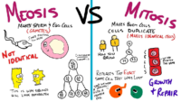 Meosis Vs Mitosis Flashcard