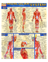 Muscular System Note