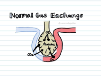 Normal Gas Exchange Flashcard