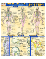 Skeletal System Note