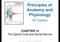 13 The Spinal Cord and Spinal Nerves