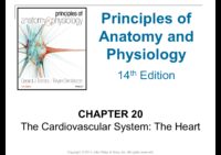 20 The Cardiovascular System The Heart