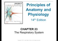 23 The Respiratory System