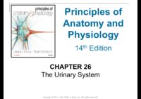 26 The Urinary System