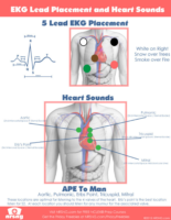 5 Lead Ekg Placement And Heart Sounds
