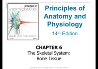6 The Skeletal System-Bone Tissue