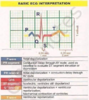 Basic ECG İnterpretation – ECG Notes