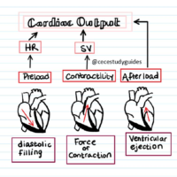 Cardiac Output Diagram Drawing -Nursing Exam