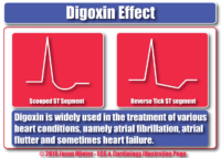 What İs The Digoxin Effect