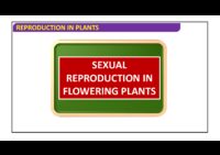 Sexual Reproductıon In Flowerıng Plants – Introductıon