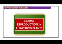 Sexual Reproductıon In Flowerıng Plants – Pollınatıon