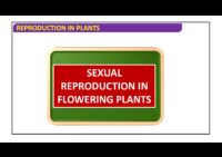Sexual Reproductıon In Flowerıng Plants – Post-Fertılızatıon Structures And Events