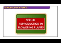 Sexual Reproductıon In Flowerıng Plants – The Pıstıl, Ovule And Embryo Sac