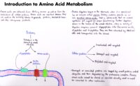 01 Introduction To Amino Acid Metabolism