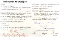 01 Introduction To Glycogen