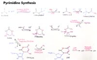 01 Pyrimidine Synthesis