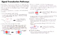 01 Signal Transduction Pathways