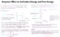 02 Enzymes Effect On Activation Energy And Free Energy