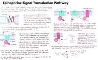 02 Epinephrine Signal Transduction Pathway