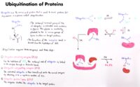02 Ubiquitination Of Proteins