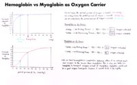 03 Hemoglobin Vs Myoglobin As Oxygen Carrier