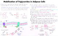 03 Mobilization Of Triglycerides İn Adipose Cells
