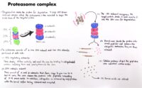 03 Proteasome Complex