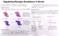 03 Regulating Glycogen Breakdown İn Muscle