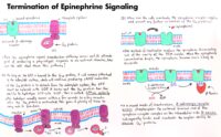 03 Termination Of Epinephrine Signaling