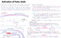 04 Activation Of Fatty Acids