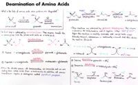 04 Deamination Of Amino Acids
