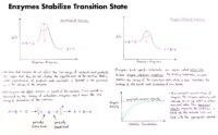 04 Enzymes Stabilize Transition State