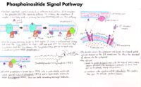 04 Phosphoinositide Signal Pathway