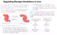 04 Regulating Glycogen Breakdown İn Liver