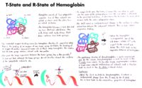 04 T State And R State Of Hemoglobin
