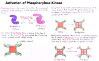 05 Activation Of Phosphorylase Kinase
